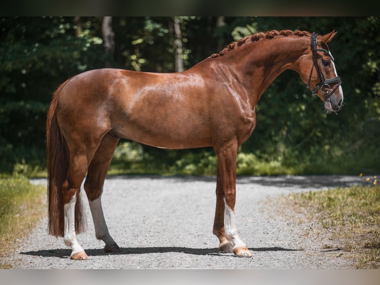 Oldenbourg Hongre 7 Ans 165 cm Alezan in Wehringen