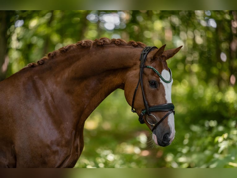 Oldenbourg Hongre 7 Ans 165 cm Alezan in Wehringen