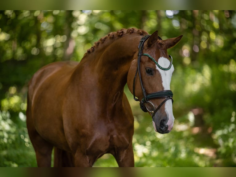 Oldenbourg Hongre 7 Ans 165 cm Alezan in Wehringen