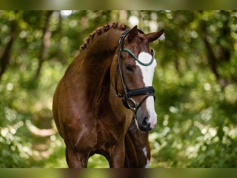 Oldenbourg Hongre 7 Ans 165 cm Alezan in Wehringen