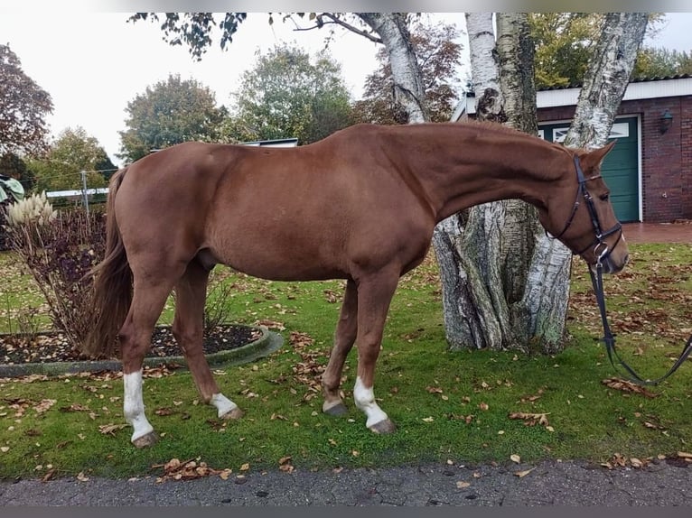 Oldenbourg Hongre 7 Ans 165 cm Alezan in Großheide