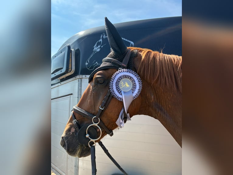 Oldenbourg Hongre 7 Ans 165 cm Alezan in Lachendorf