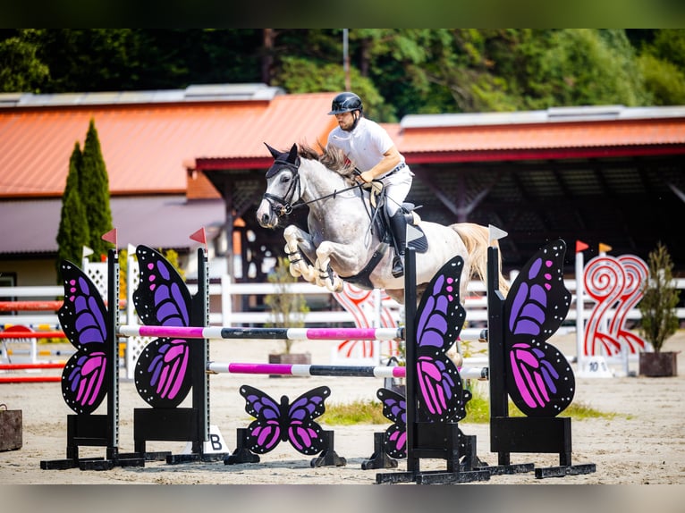 Oldenbourg Hongre 7 Ans 165 cm Gris in Palikówka