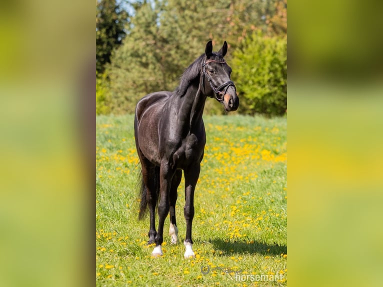 Oldenbourg Hongre 7 Ans 165 cm Noir in Warshaw