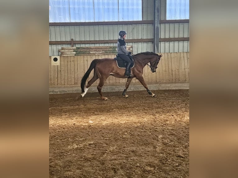 Oldenbourg Hongre 7 Ans 166 cm Alezan in Ehningen