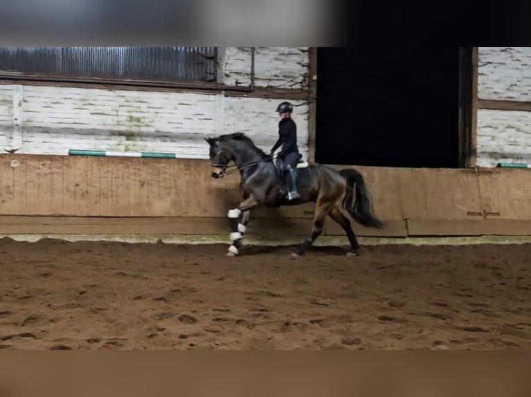 Oldenbourg Hongre 7 Ans 166 cm Bai brun in Wilhelmshaven