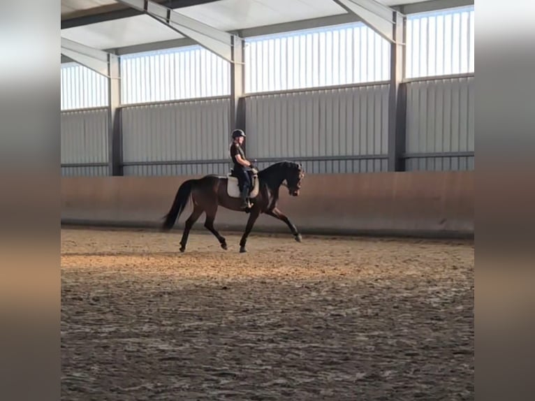 Oldenbourg Hongre 7 Ans 166 cm Bai brun in Wilhelmshaven