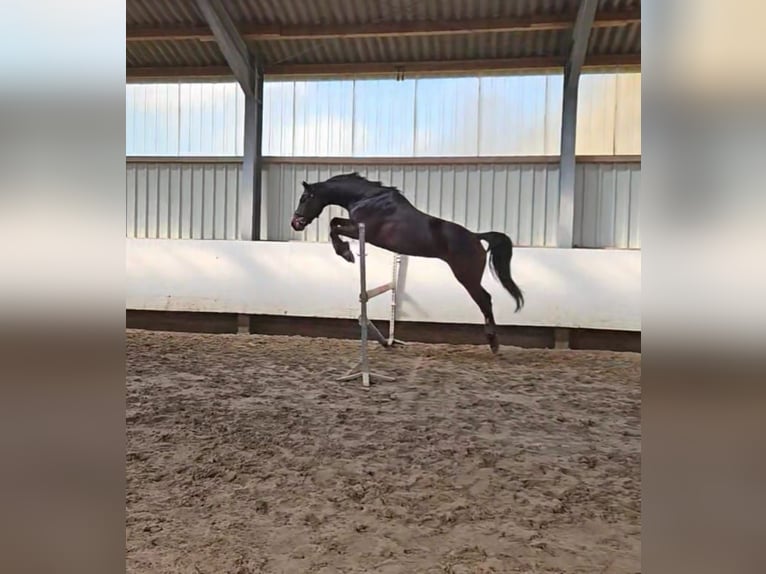 Oldenbourg Hongre 7 Ans 166 cm Bai brun in Wilhelmshaven