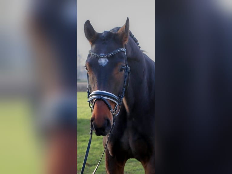 Oldenbourg Hongre 7 Ans 166 cm Bai in Niederkrüchten