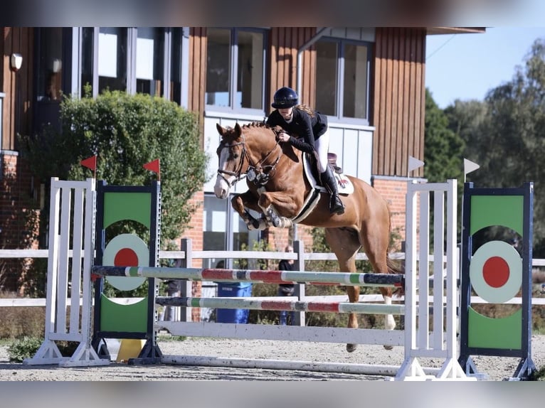 Oldenbourg Hongre 7 Ans 167 cm Alezan in GyhumHeeslingen