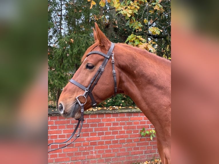 Oldenbourg Hongre 7 Ans 167 cm Alezan in Lachendorf