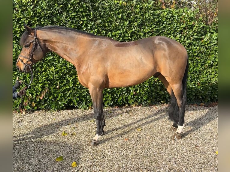 Oldenbourg Hongre 7 Ans 167 cm Bai in Bocholtz