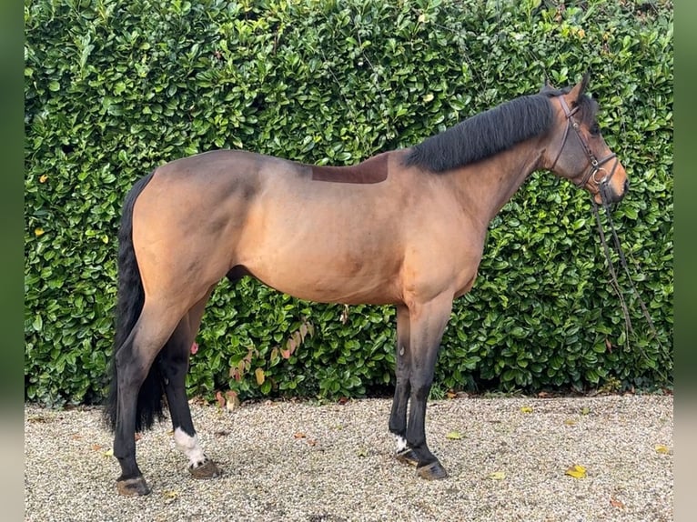 Oldenbourg Hongre 7 Ans 167 cm Bai in Bocholtz