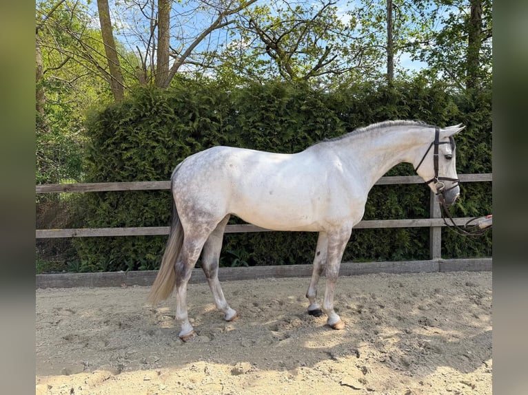 Oldenbourg Hongre 7 Ans 167 cm Gris in Lohne (Oldenburg)