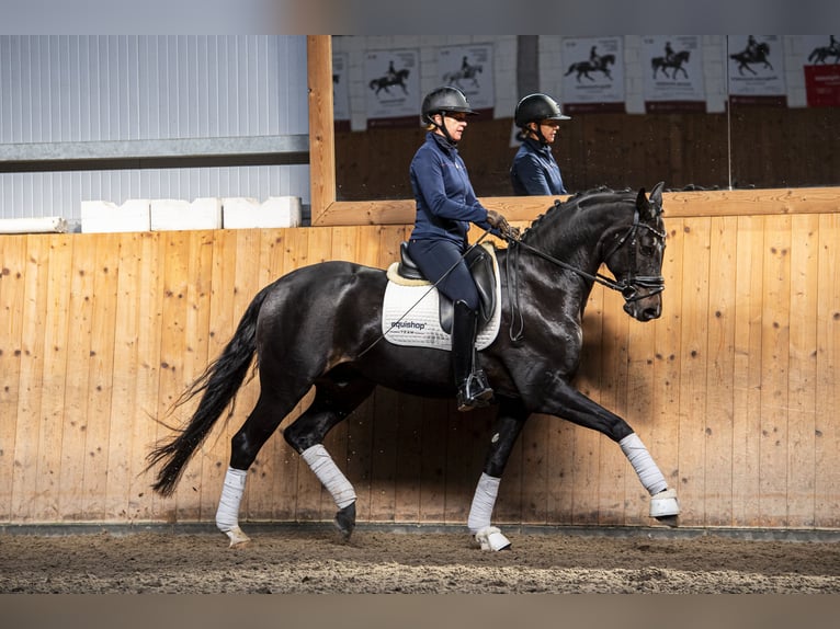 Oldenbourg Hongre 7 Ans 168 cm Bai brun in Ziemięcice