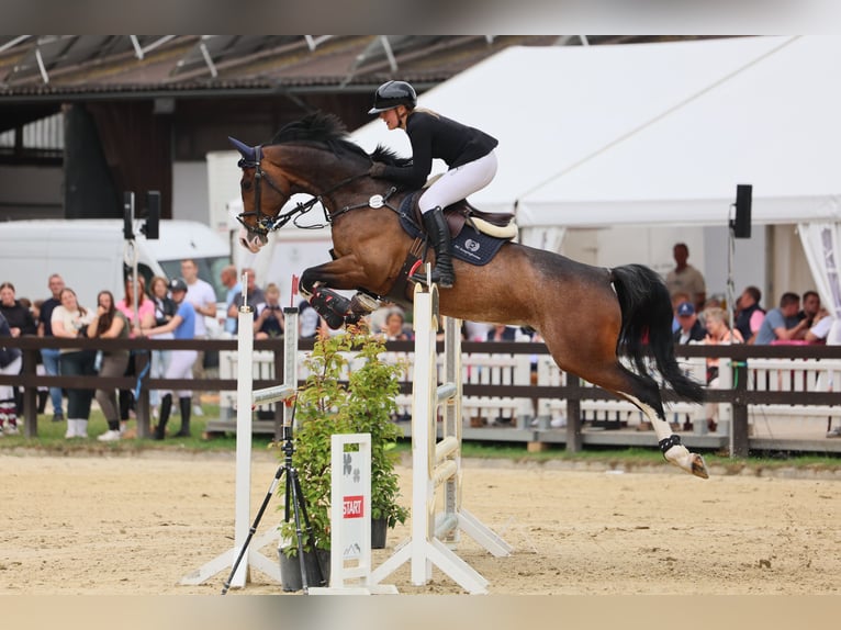 Oldenbourg Hongre 7 Ans 168 cm Bai brun in Altenberge