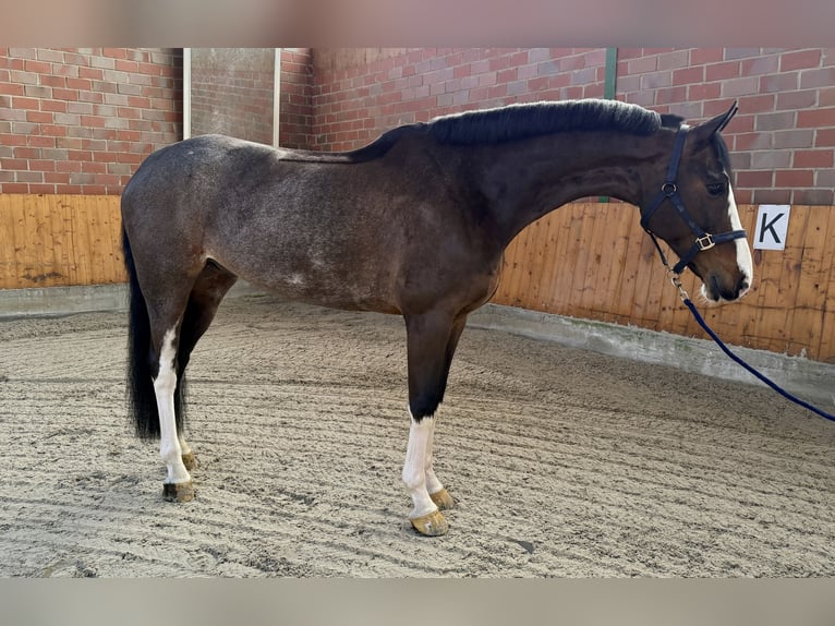 Oldenbourg Hongre 7 Ans 168 cm Bai brun in Altenberge