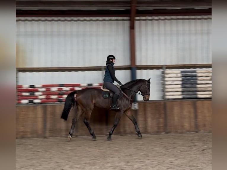 Oldenbourg Hongre 7 Ans 168 cm Bai brun in Oud Gastel