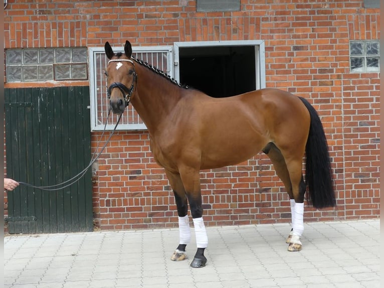 Oldenbourg Hongre 7 Ans 168 cm Bai in Brest