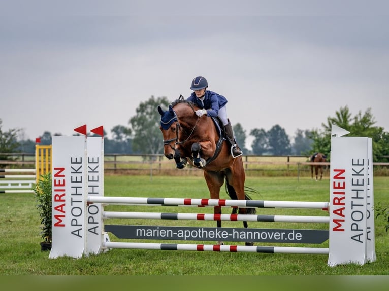 Oldenbourg Hongre 7 Ans 168 cm Bai in Burgwedel