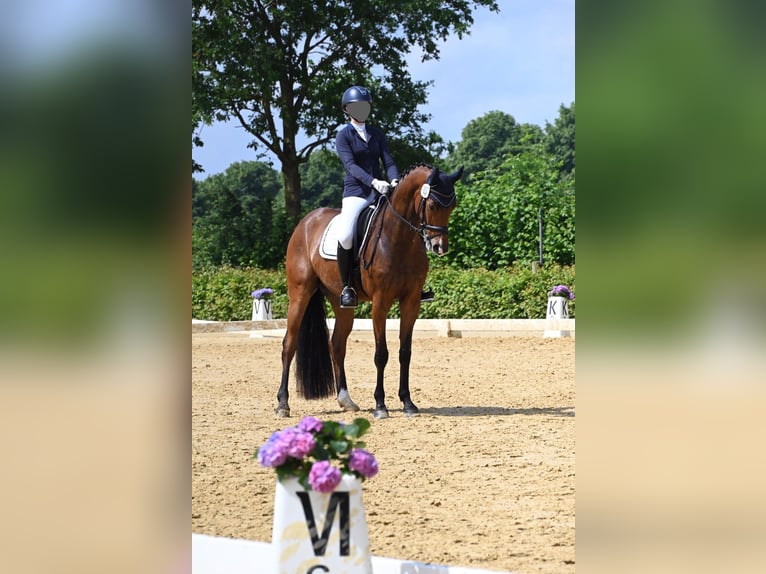 Oldenbourg Hongre 7 Ans 168 cm Bai in Sassenberg