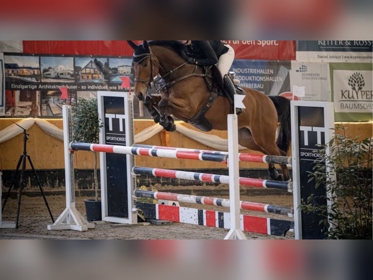 Oldenbourg Hongre 7 Ans 168 cm Bai in Uedem