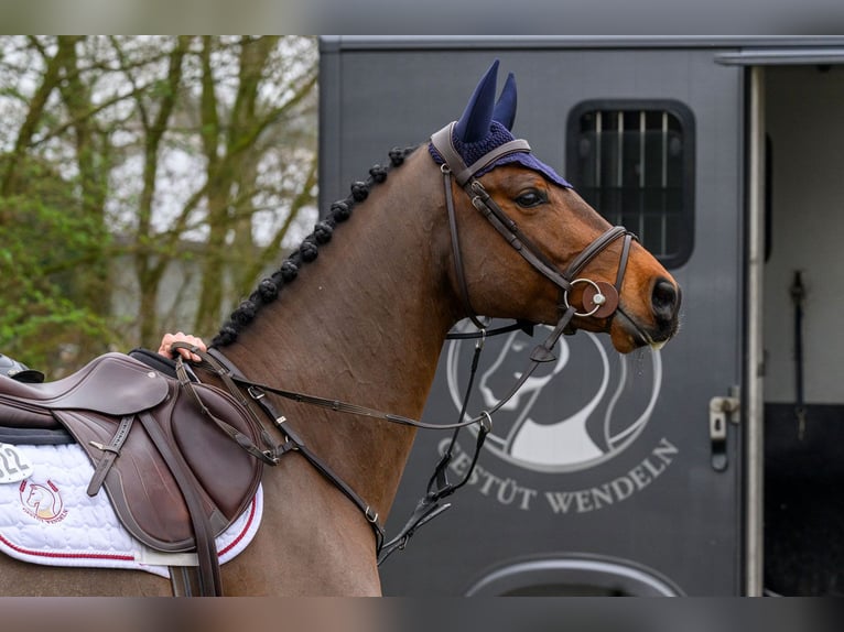 Oldenbourg Hongre 7 Ans 168 cm Bai in Garrel