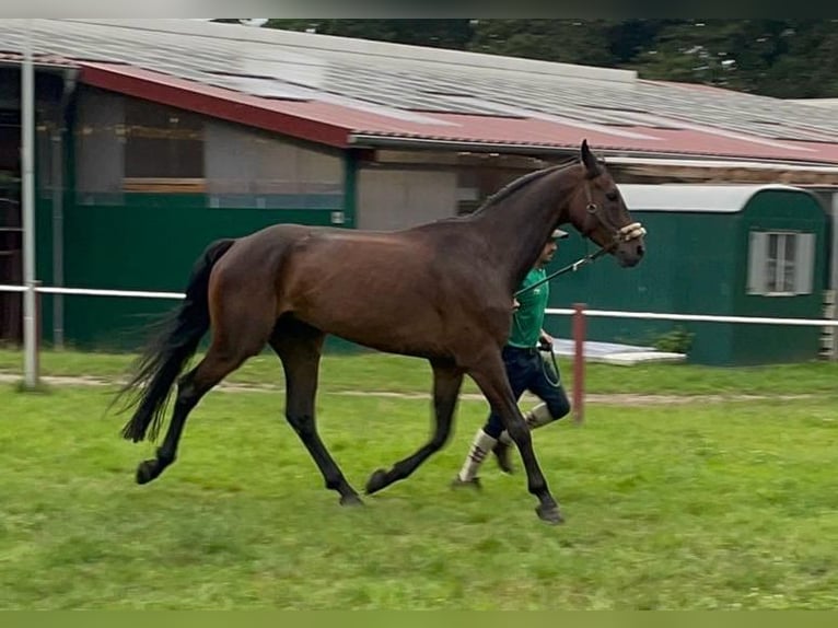 Oldenbourg Hongre 7 Ans 169 cm Bai brun in Bohmte