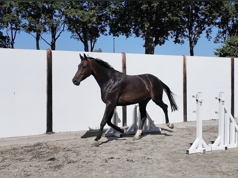 Oldenbourg Hongre 7 Ans 169 cm Bai brun in Waddinxveen