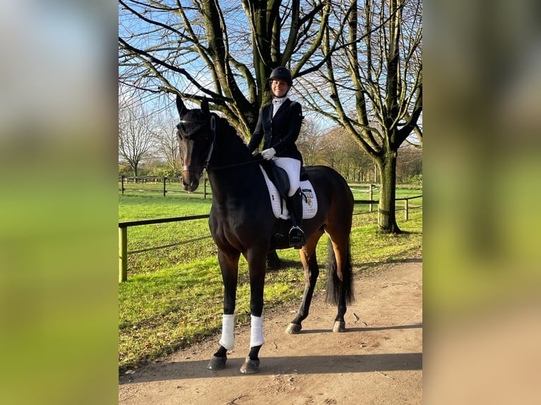 Oldenbourg Hongre 7 Ans 169 cm Bai brun foncé in Goch