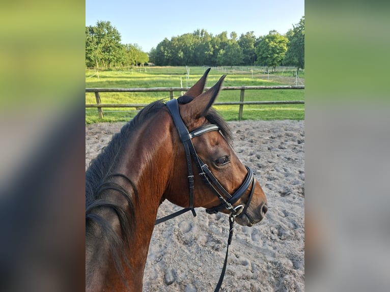 Oldenbourg Hongre 7 Ans 169 cm Bai in Weener