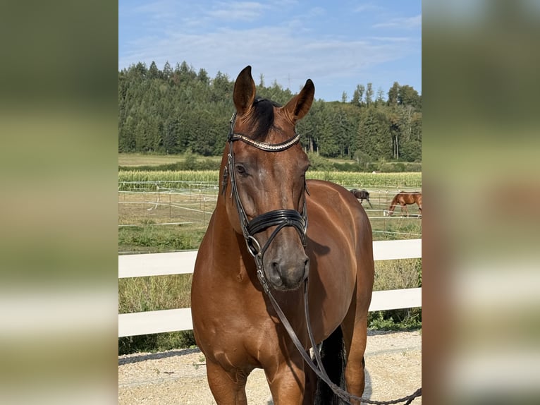 Oldenbourg Hongre 7 Ans 169 cm Bai in Ebenweiler