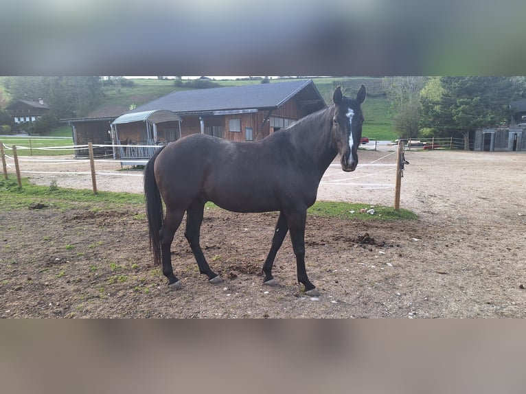 Oldenbourg Croisé Hongre 7 Ans 170 cm Bai brun foncé in Koppl