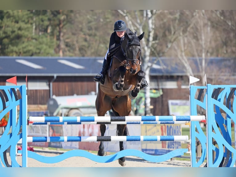 Oldenbourg Hongre 7 Ans 170 cm Bai brun foncé in Verden (Aller)