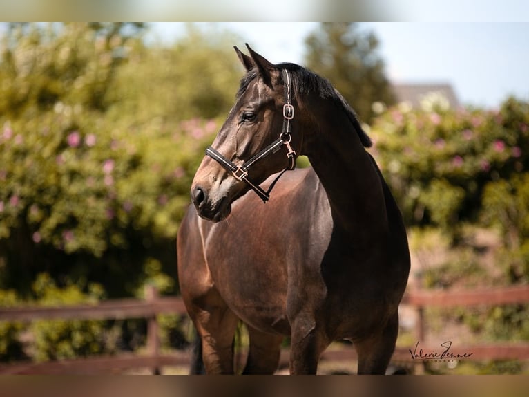 Oldenbourg Hongre 7 Ans 170 cm Bai in Ahrensbök