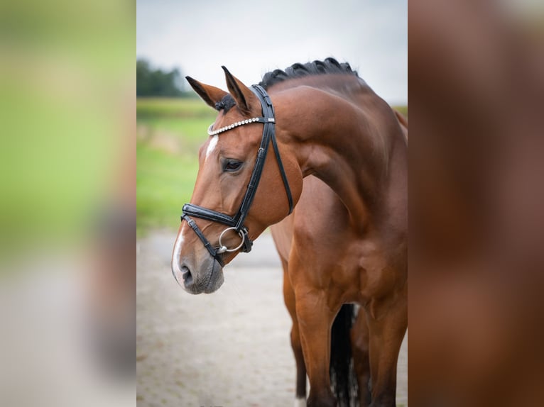 Oldenbourg Hongre 7 Ans 170 cm Bai in Bramsche