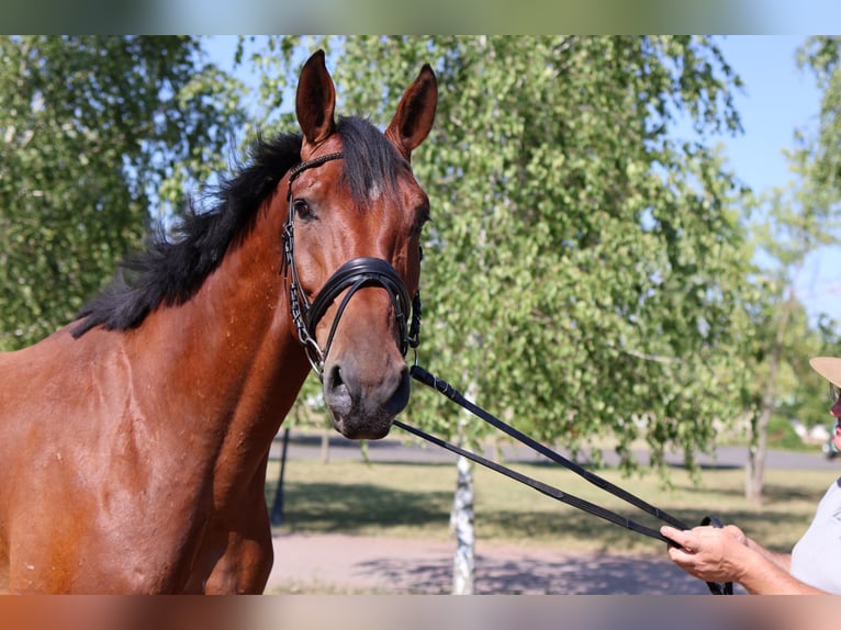 Oldenbourg Hongre 7 Ans 170 cm Bai in GROTE-BROGEL