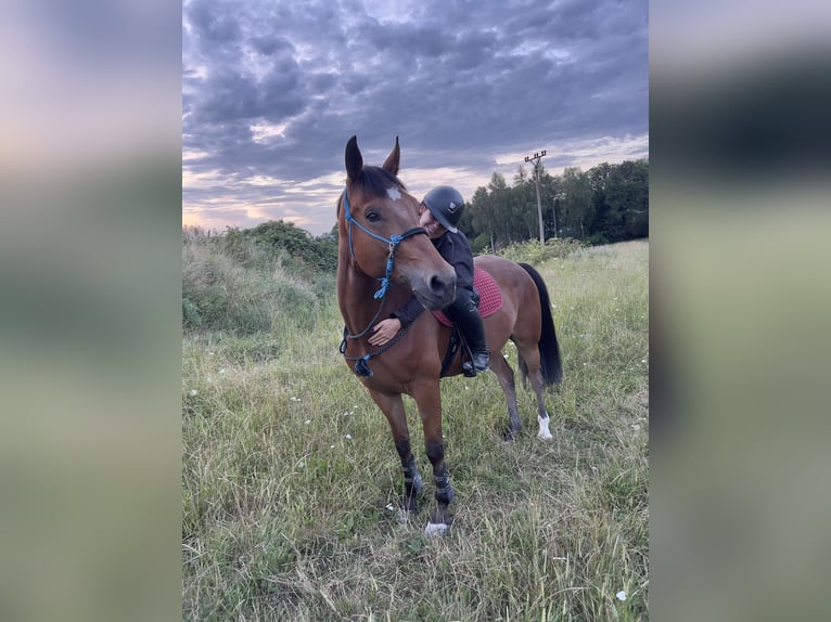 Oldenbourg Hongre 7 Ans 170 cm Bai clair in Liten