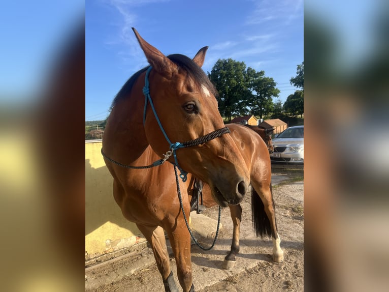 Oldenbourg Hongre 7 Ans 170 cm Bai clair in Liten