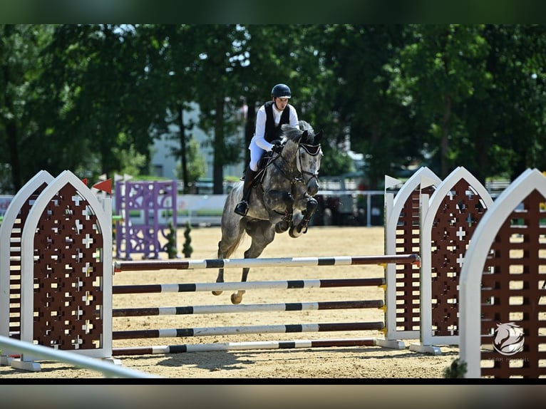 Oldenbourg Hongre 7 Ans 170 cm Gris in Schöllnach