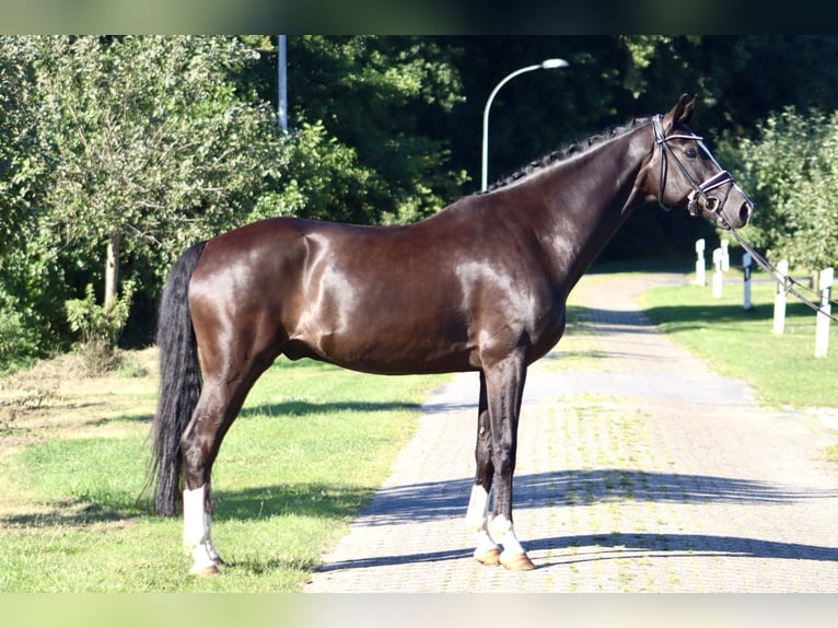 Oldenbourg Hongre 7 Ans 170 cm Noir in Deinstedt