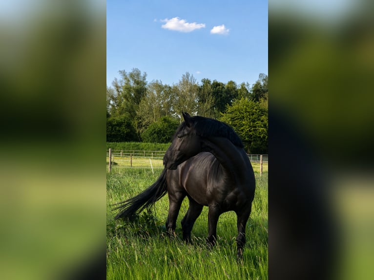 Oldenbourg Hongre 7 Ans 170 cm Noir in Hamburg