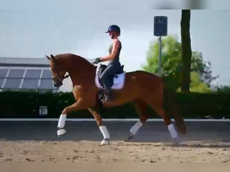 Oldenbourg Hongre 7 Ans 171 cm Alezan in Fröndenberg