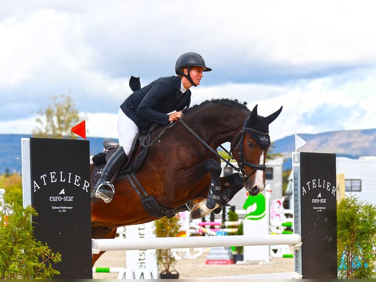 Oldenbourg Hongre 7 Ans 171 cm Bai brun in Huttwil