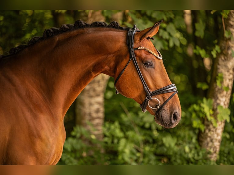 Oldenbourg Hongre 7 Ans 171 cm Bai in Wehringen