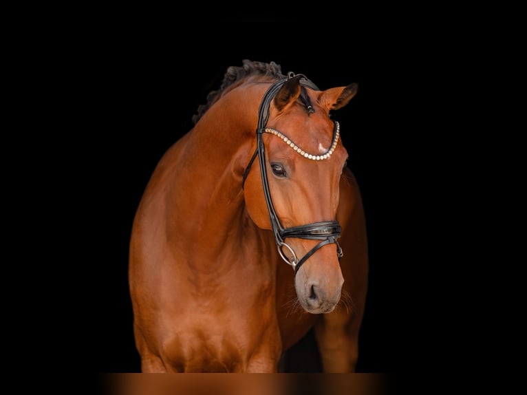 Oldenbourg Hongre 7 Ans 171 cm Bai in Wehringen