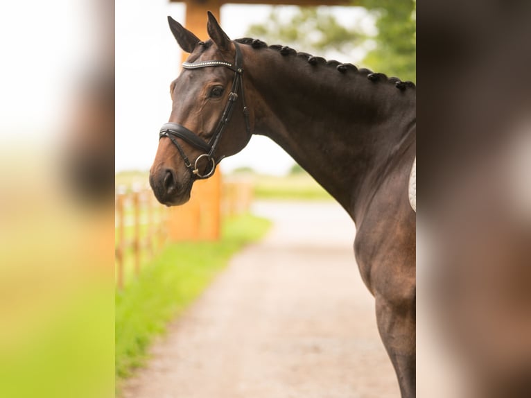 Oldenbourg Hongre 7 Ans 171 cm Bai in Dahme