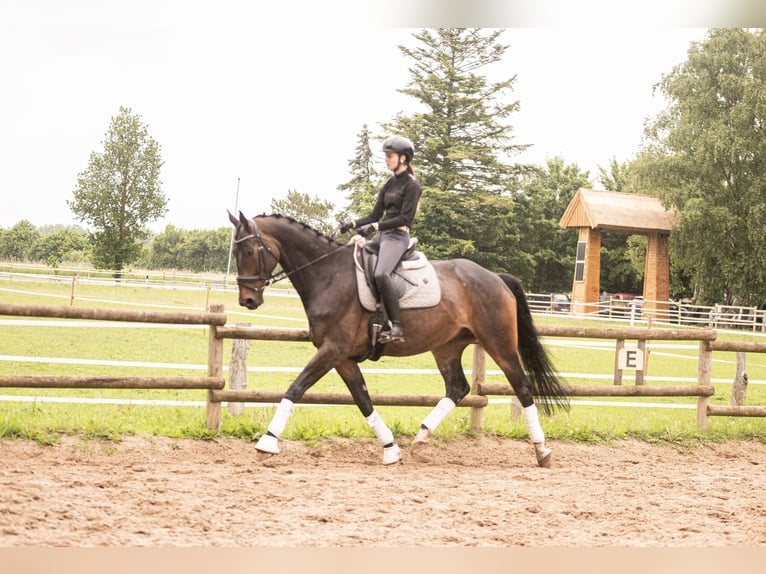 Oldenbourg Hongre 7 Ans 171 cm Bai in Dahme
