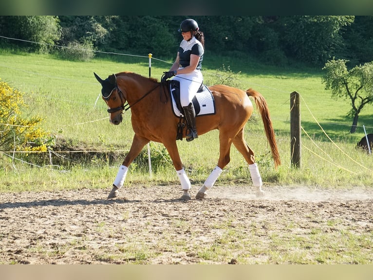Oldenbourg Hongre 7 Ans 172 cm Alezan in Waldbröl