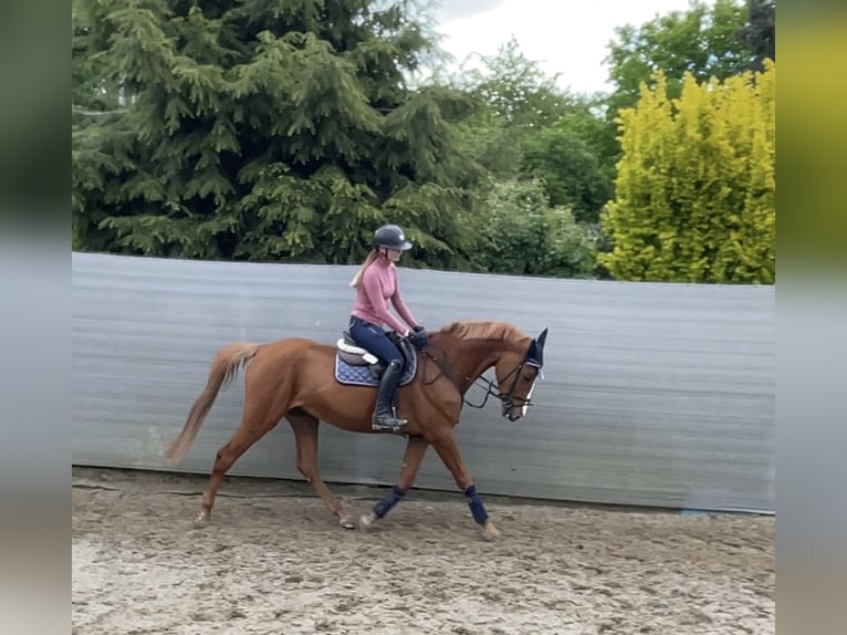 Oldenbourg Hongre 7 Ans 172 cm Alezan in Neuental